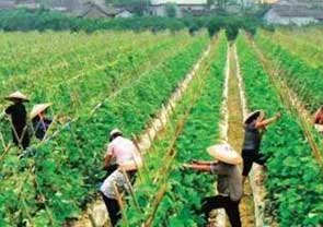 日本短期农业种植