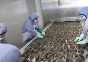 日本水产加工招工